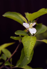 White pear flower with dewdrops on dark background, soft focus.