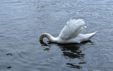 Łabędzie  © Iwona