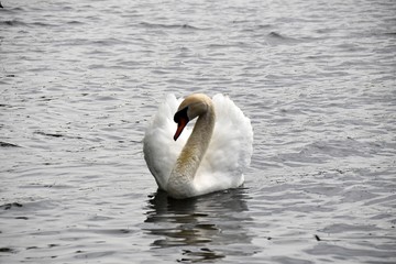 Łabędzie  © Iwona