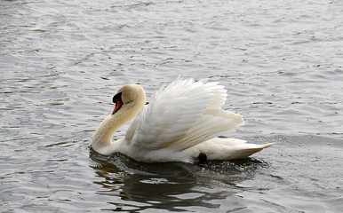 Łabędzie  © Iwona