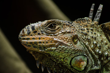 iguana bajo el sol 
