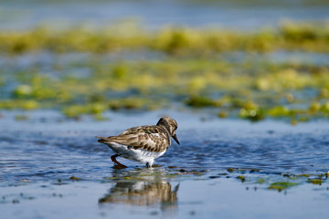 Bird walking in a blue lake