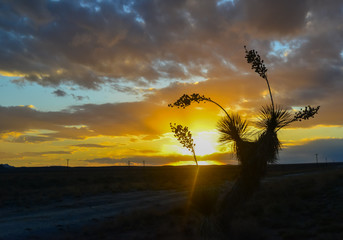 Orange sunset against the backdrop of a large Yucca plant in New Mexico