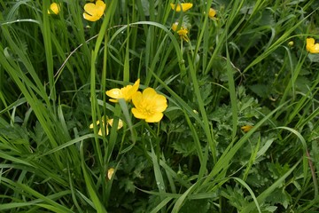 Wiosenne kwiaty polne © Iwona