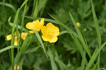 Wiosenne kwiaty polne © Iwona