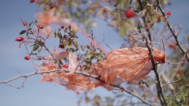 Plastic polyethylene trash on a branch of rosehip tree 