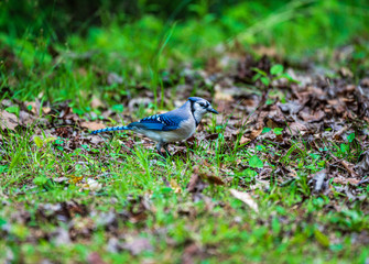 Blue Jay on the grass