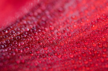  red flower in macro drops