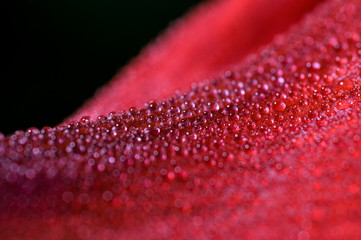  red flower in macro drops