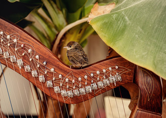 Irish harp and smal bird. Instrument closeup.