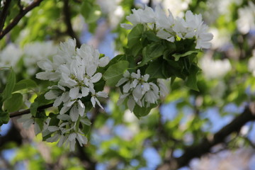 blossoming apple tree