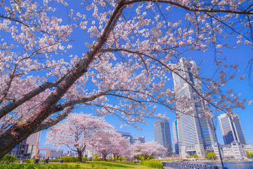 満開の桜と横浜みなとみらいの街並み