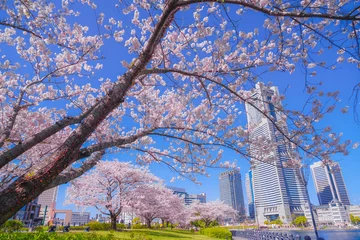 Fleecedeken met foto 満開の桜と横浜みなとみらいの街並み © kanzilyou