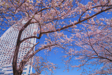 満開の桜と横浜みなとみらいの街並み