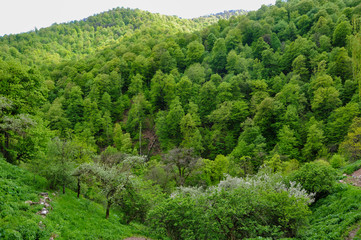 Green mountains covered with deciduous forest on a spring day. Spring mountain landscape.