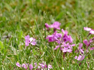 Obraz premium Pink crocus flowers in spring