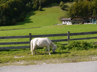 Am Grasen