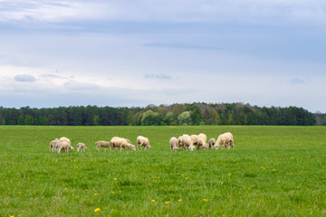 Fototapeta na wymiar a flock of sheep grazes on a green field on a sunny day in summer