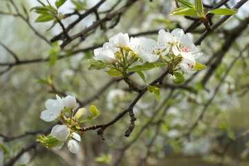 Beautiful pear tree branch with white blooming flowers close up, floral postcard, spring sunny day image, european garden in the morning, photo for printing on calendar,cover,wallpaper