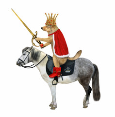 The dog king in a gold crown, red boots and a cloak with a sword with a ruby rides a gray horse. White background. Isolated.