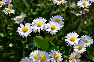 Wild camomile in the grass on a sunny day. Spring and summer flowers, horizontal orientation.