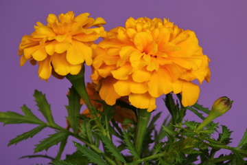 Beautifully blooming orange Tagetes,  marigold flowers close up macro  against violet background