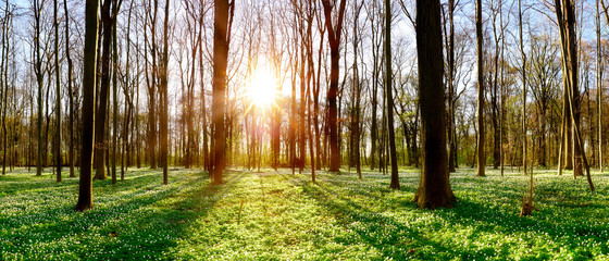 Forest in spring with lots of little white flowers and a und bright sun shining through the trees © Günter Albers