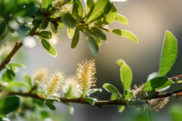 closeup of a soft fluffy willow blossom with pollen in spring