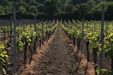 Weinberge am Haardtrand in der Pfalz frisch gepfl&uuml;gt
