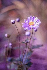 Fioletowe kwiaty anemonów kwitnących jesienią w ogrodzie. Płatki zawilca. Rozmyte tło. - obrazy, fototapety, plakaty