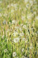 Feld voller Pusteblumen inmitten der Weinberge