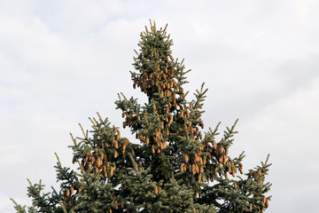 A lot of long bumps on the top of the tree. Fir tree on a background of bright sky.