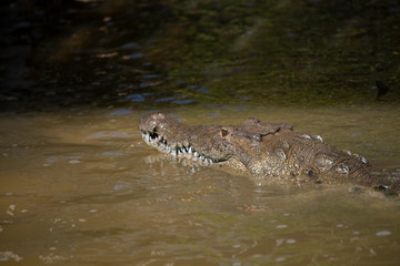 American Crocodile