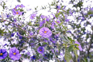 lower of solanum in a garden near la spezia