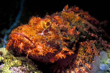 Obraz na płótnie Canvas tasseled scorpionfish on coral