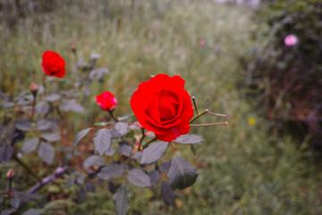 detail of red rose in a garden in la spezia