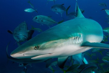 shark
