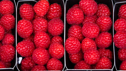 Plastic trays with big red freshly picked raspberries in Amsterdam, Netherlands. Close up