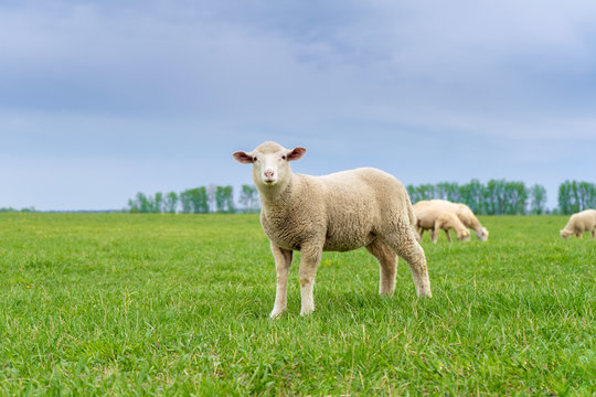  lamb grazes on a green field on a sunny day in summer