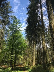 Frühling im Wald junge grüne Baume Sonnenstrahlen durch die Blätter im Brekendorfer Forst in den Hüttenerzeugnisse Bergen