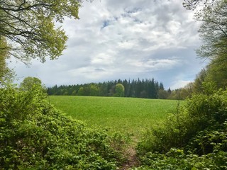 Fototapeta premium Blick aufs weite Feld junge grüne Baume und frisches Gras Wolken am blauen Himmel im Brekendorfer Forst in den Hüttenerzeugnisse Bergen