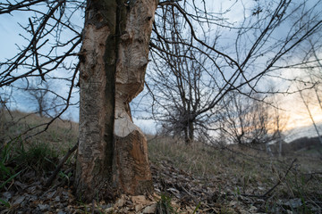 The trunk of a tree that the beaver damaged with its teeth