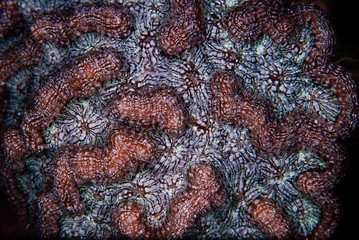 cactus coral