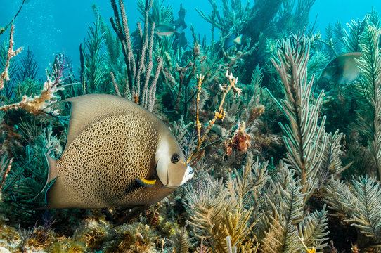 french angelfish on a reef