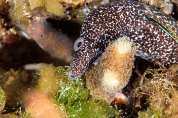 spotted moray eel