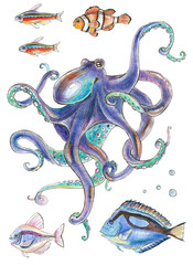 octopus and tropical fish - colored pencil illustration

