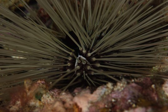 Long Spined Sea Urchin