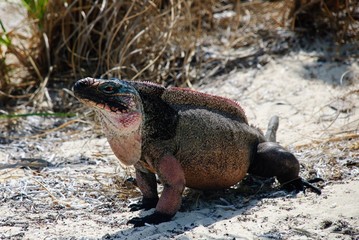 bahamain rock iguana