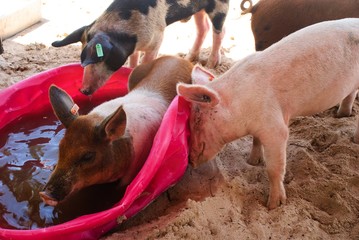 playful pigs