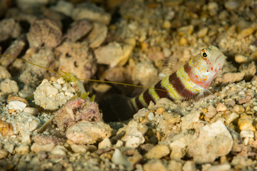 gorgeous shrimpgoby fish with comensal shrimp